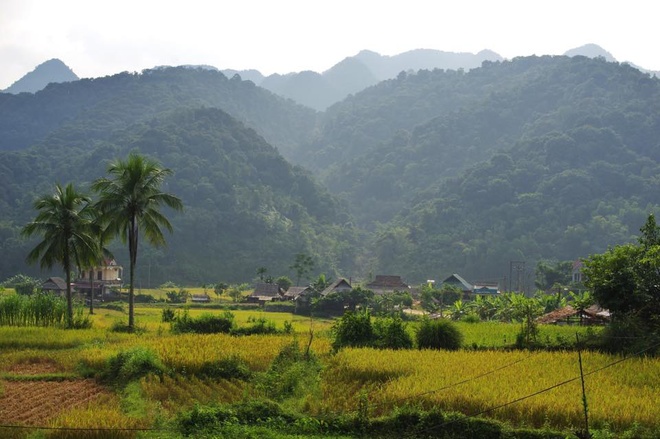 Rice season on Pu Luong peak